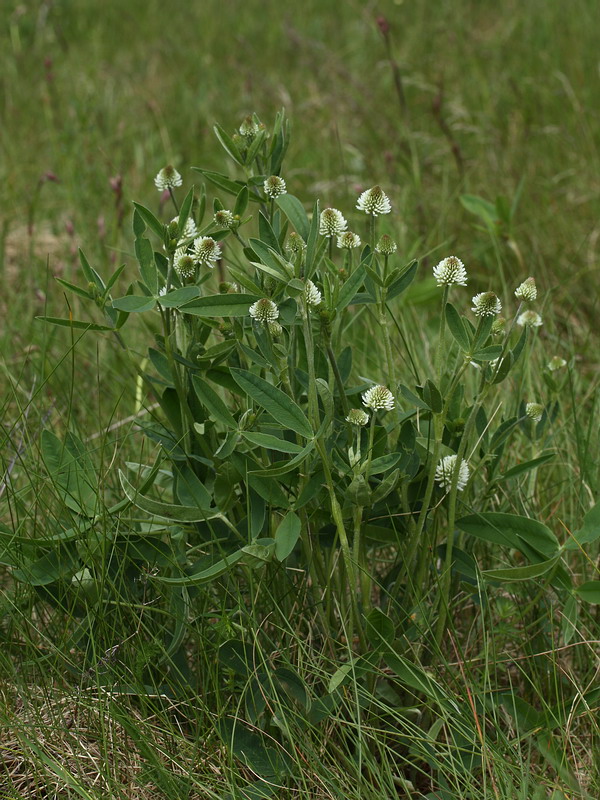 Изображение особи Trifolium montanum.