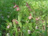 Cypripedium × ventricosum. Цветущие растения. Иркутская обл., окр. залива на левой стороне Иркутского вдхр., редкий лес. 21.06.2013.