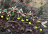 Berberis hakeoides