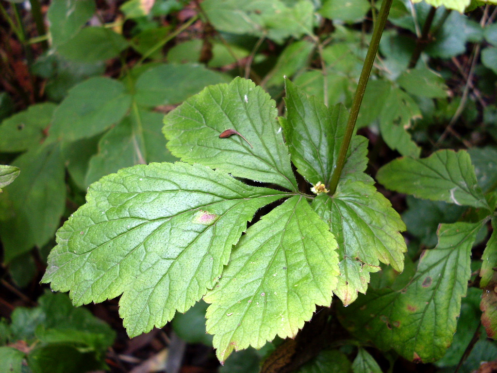 Image of Geum urbanum specimen.