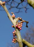 Cercis chinensis. Часть ветки с соцветиями в бутонах. Германия, г. Дюссельдорф, Ботанический сад университета. 13.03.2014.