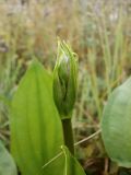 Alisma plantago-aquatica