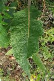Verbascum marschallianum