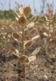 Alyssum hirsutum