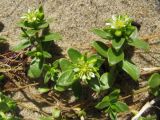 Honckenya peploides ssp. diffusa