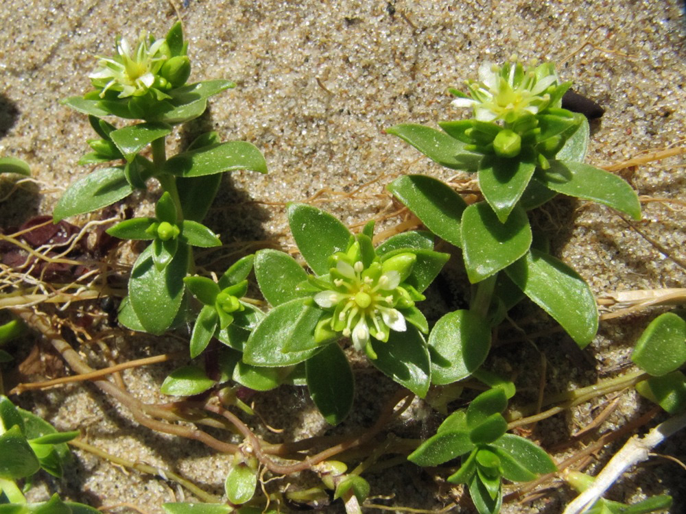 Изображение особи Honckenya peploides ssp. diffusa.