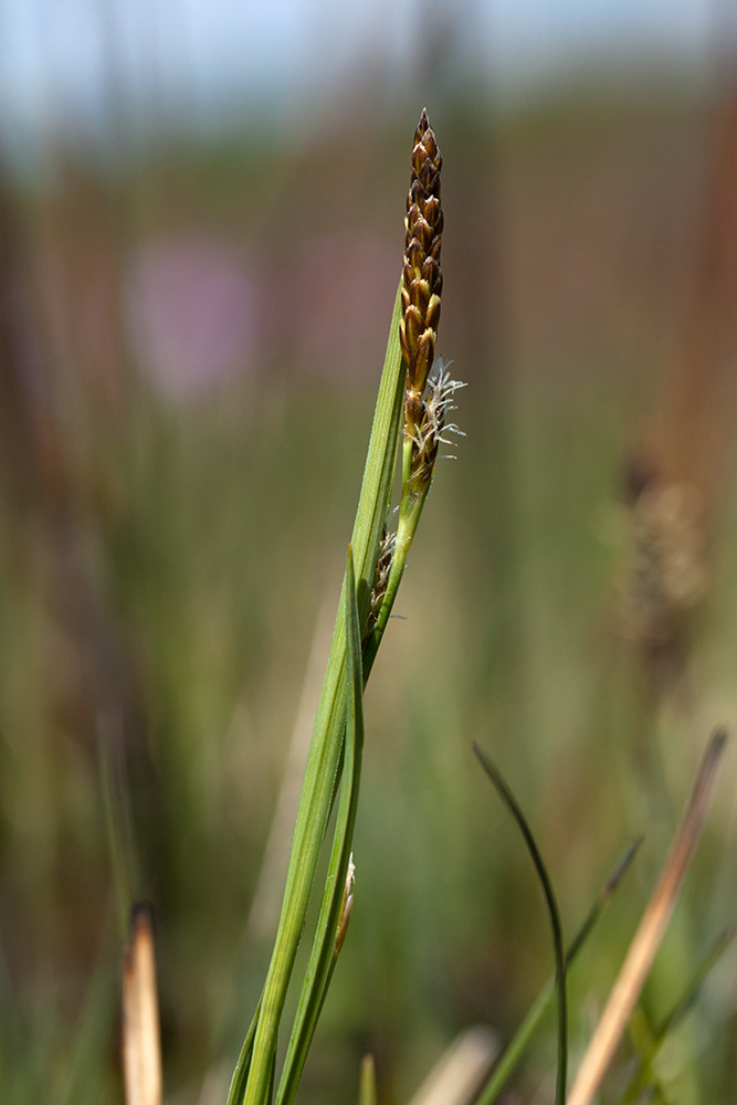 Изображение особи Carex panicea.