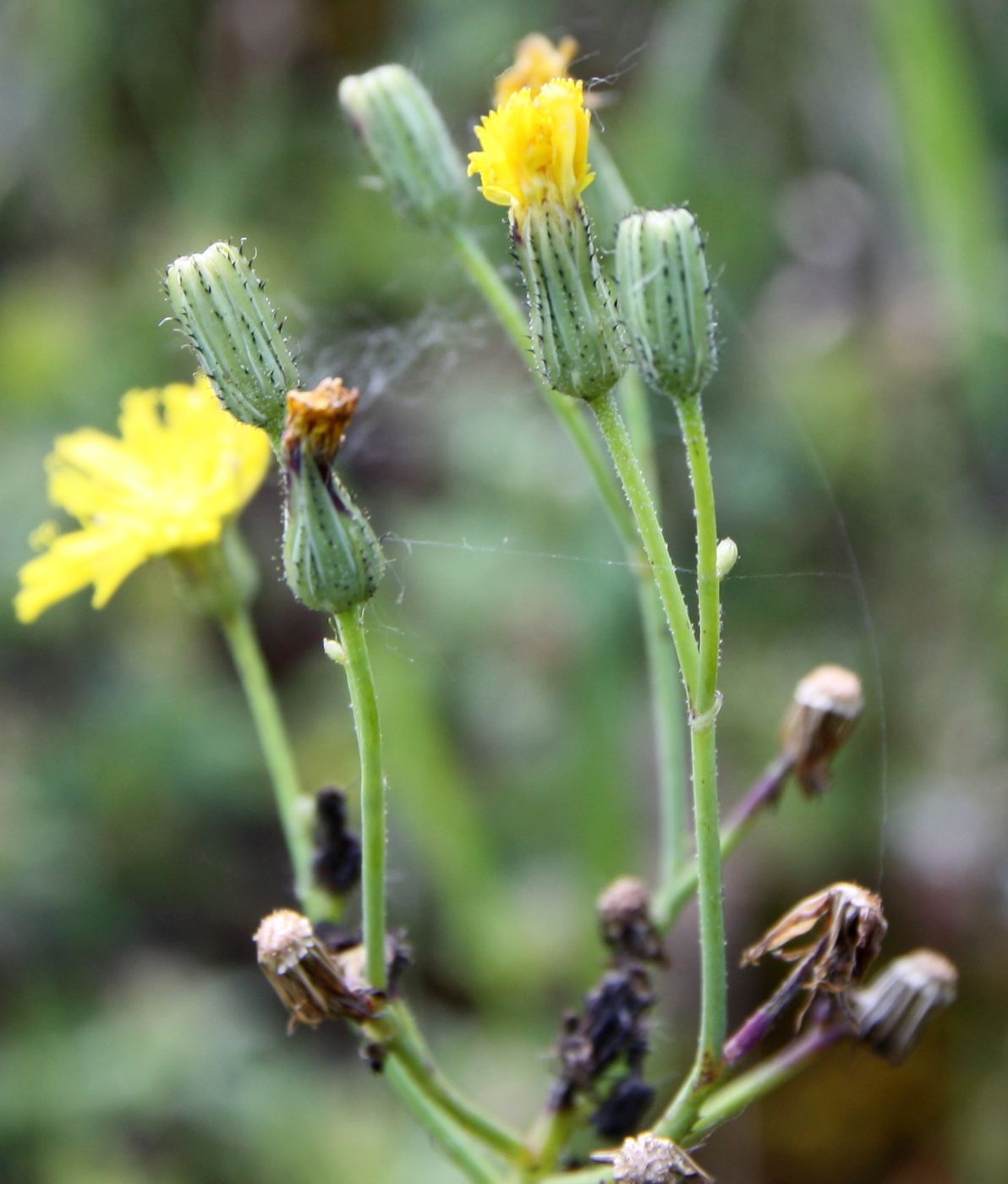 Image of Pilosella besseriana specimen.