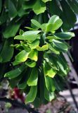 Euphorbia neriifolia. Верхушка побега. Андаманские острова, остров Хейвлок, в культуре. 30.12.2014.