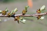 Hippophae rhamnoides