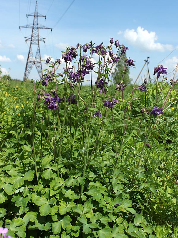 Изображение особи Aquilegia vulgaris.