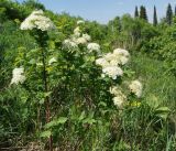 Spiraea media