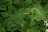 Cirsium heterophyllum. Средняя часть стебля с листьями. Ленинградская обл., Всеволожский р-н, окр. пос. Куйвози, садоводство. 07.07.2015.