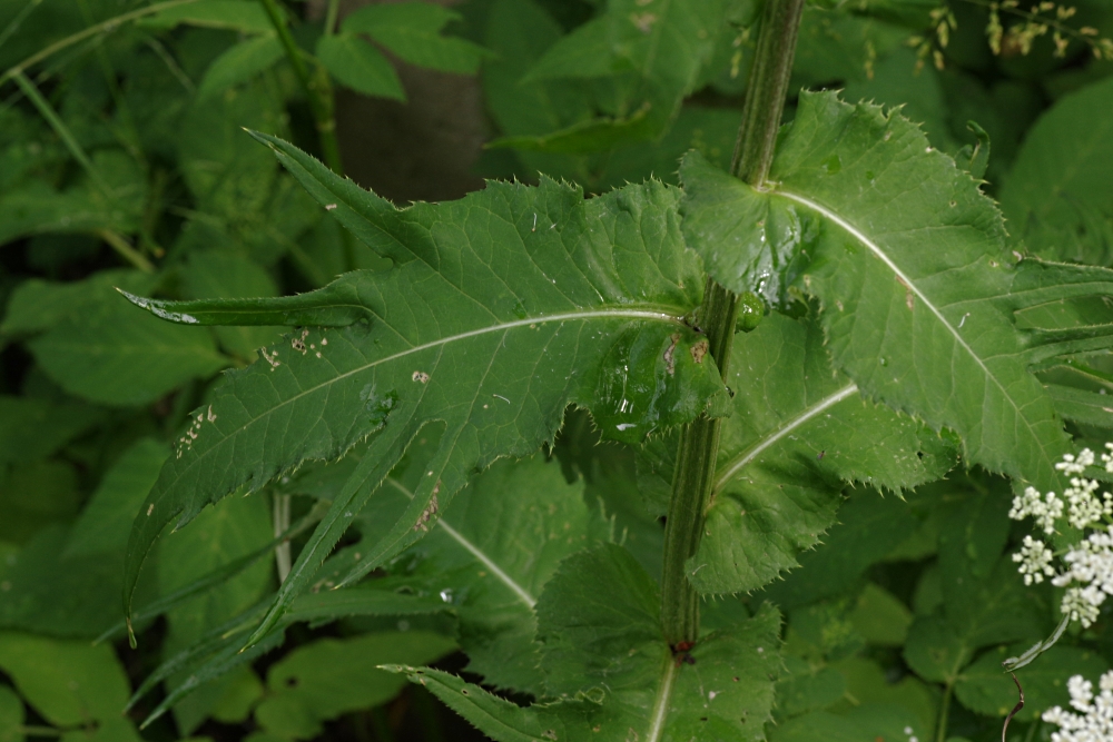 Изображение особи Cirsium heterophyllum.