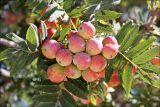 Sorbus domestica