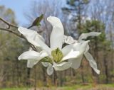Magnolia stellata. Цветок. Владивосток, Ботанический сад-институт ДВО РАН. 5 мая 2016 г.