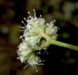 Gypsophila pallasii