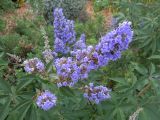 Vitex agnus-castus. Верхняя часть цветущего растения. Монако, Японский сад. 09.07.2016.