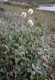 Trifolium montanum