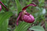 Cypripedium × ventricosum. Цветок. Пермский край, Октябрьский р-н, окр. с. Алтынное, березово-сосновый лес. 05.06.2016.