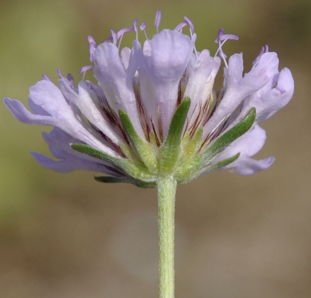 Изображение особи Sixalix atropurpurea ssp. maritima.