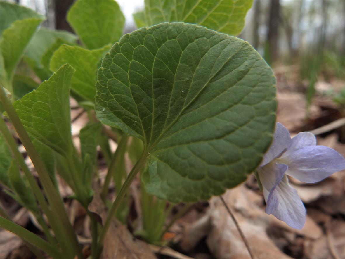 Изображение особи Viola mirabilis.