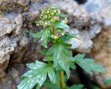 Scrophularia rostrata. Верхушка зацветающего растения. Армения, окр. монастыря Гегард, каменистый склон. 27.04.2017.