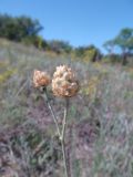 Centaurea orientalis