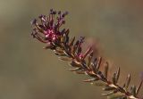 Empetrum hermaphroditum