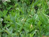 Filipendula ulmaria ssp. denudata