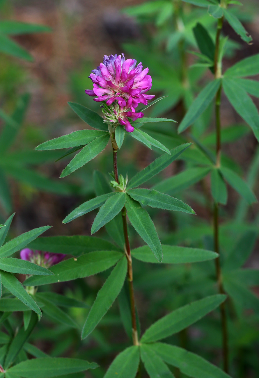 Изображение особи Trifolium lupinaster.