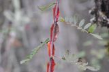 Rosa omeiensis форма pteracantha. Часть побега со сложными листьями. Китай, Юньнань, национальный парк Пудацо (Potatso National Park), 22 км от г. Шангри-Ла, в 150 м от оз. Шуду, ≈ 3400 м н.у.м., хвойный лес. 29 октября 2016 г.