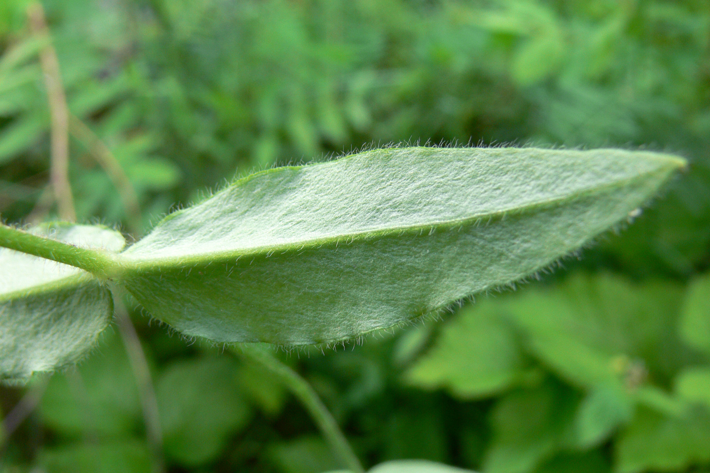 Image of Cerastium pauciflorum specimen.