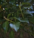 Hedera helix. Верхушка побега с развивающимся соцветием. Крым, г. Бахчисарай, Бахчисарайский дворец, в культуре. 14.08.2017.