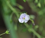 Veronica peduncularis. Цветок. Грузия, Боржоми-Харагаульский национальный парк, лес. 24.05.2018.