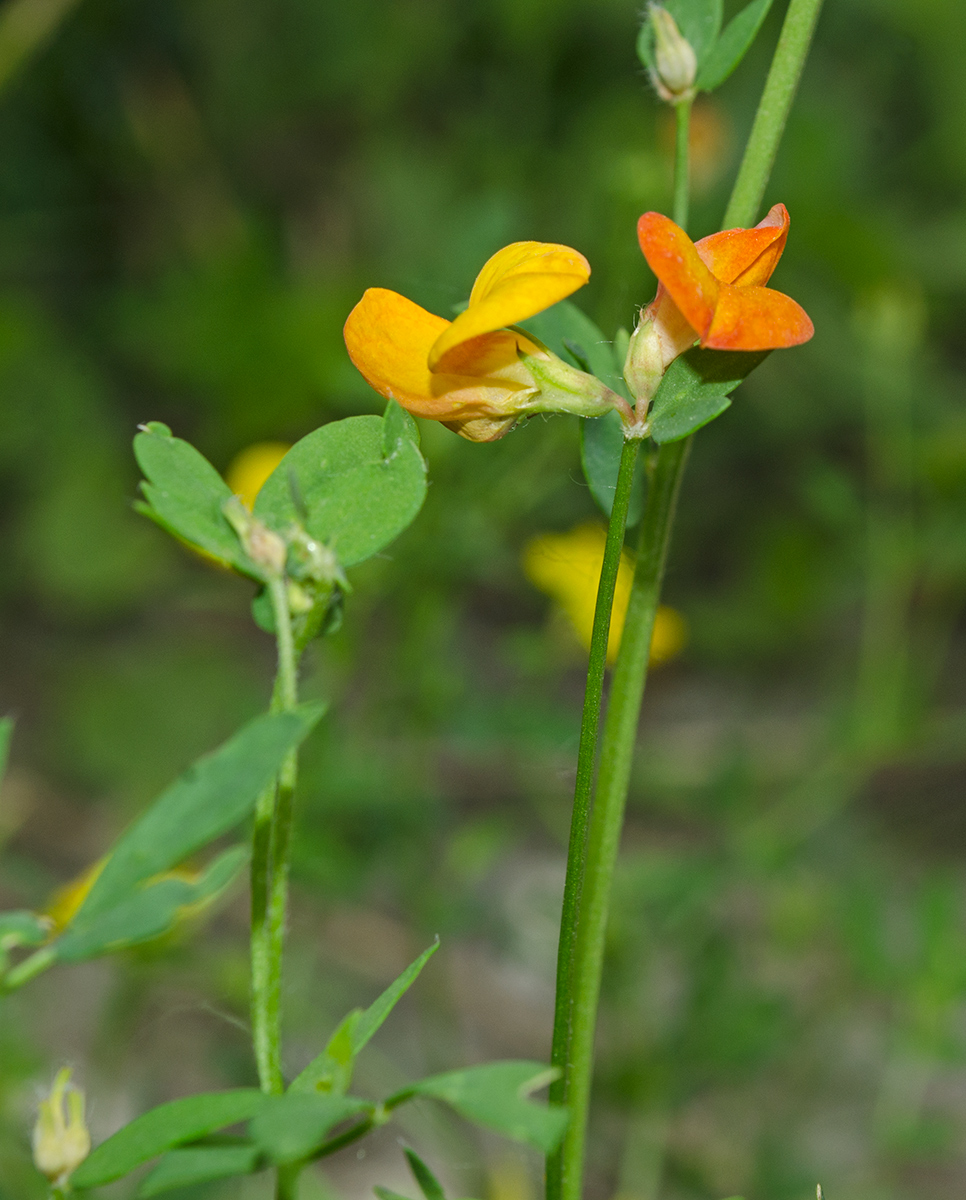 Изображение особи Lotus arvensis.