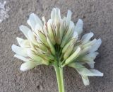 Trifolium lupinaster