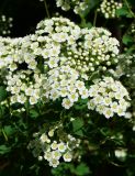 Spiraea trilobata. Соцветия. Восточный Казахстан, г. Усть-Каменогорск, парк Жастар, в культуре. 04.06.2018.