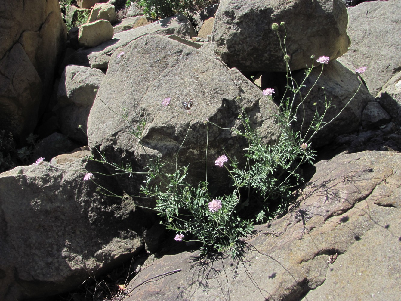 Изображение особи род Scabiosa.