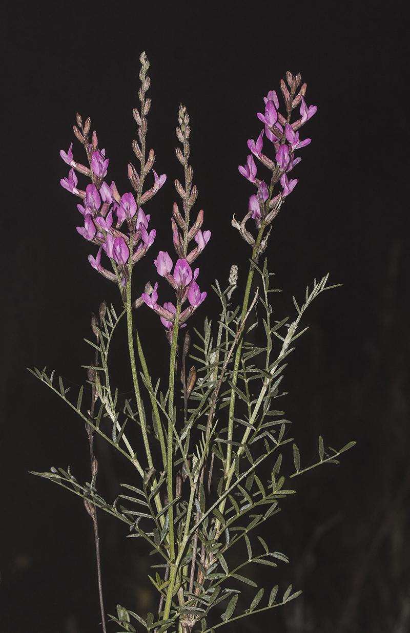 Изображение особи Astragalus barbidens.