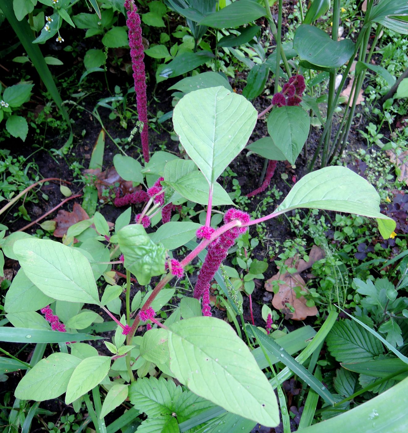 Изображение особи Amaranthus caudatus.