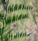 Vicia tenuifolia. Средняя часть побега с листьями. Пермский край, г. Пермь, Кировский р-н, суходольный луг вдоль склона песчаного карьера. 16.06.2020.