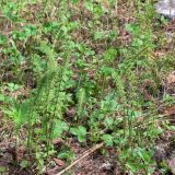 Equisetum pratense