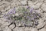 Limonium caspium