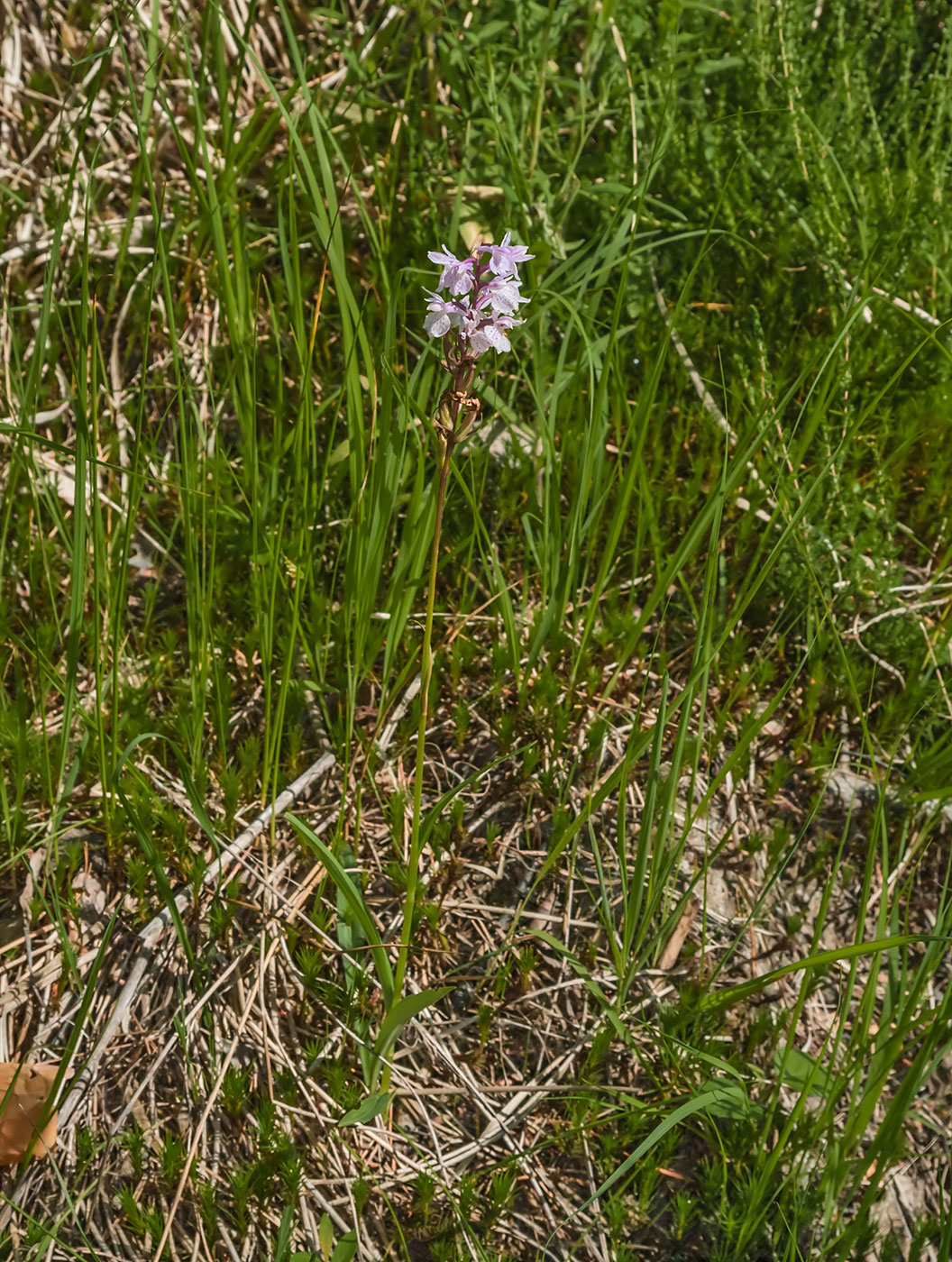 Изображение особи Dactylorhiza maculata.