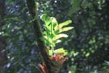 род Drynaria. Растение на стволе дерева. Малайзия, штат Саравак, округ Мири, национальный парк «Мулу». 11.03.2015.
