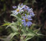 genus Symphyotrichum