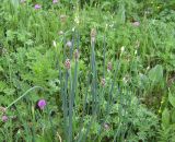 Allium atrosanguineum