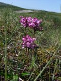 Pedicularis nasuta. Цветущее растение. Магаданская обл., окр. г. Магадан, п-ов Старицкого, горная тундра, заболоченный участок. 07.07.2018.