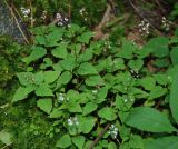 Circaea caulescens. Цветущие растения. Алтай, Чулышманское нагорье, долина р. Чульча. 27.07.2010.